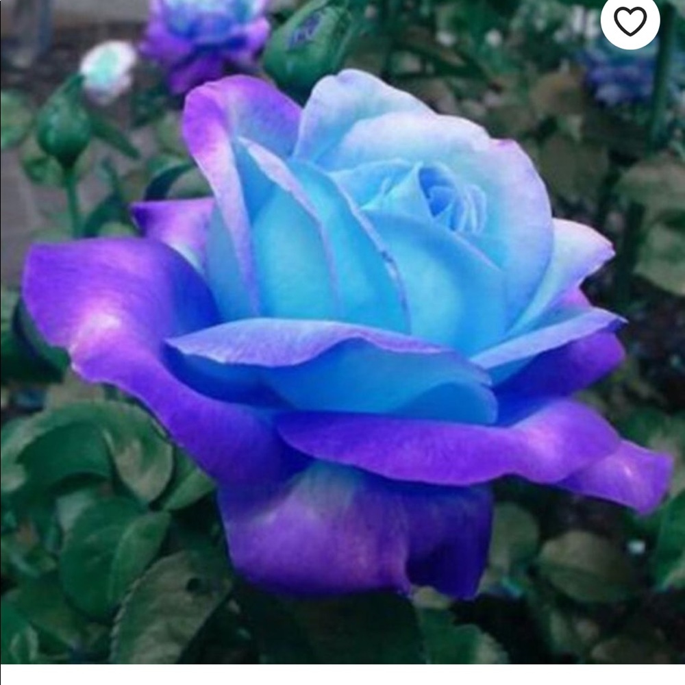 Meet your Posher, Stacey